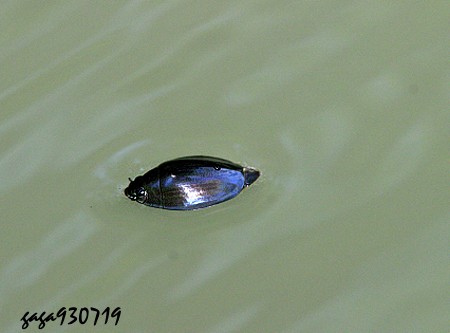 Dineutus mellyi 