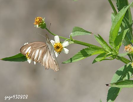 Appias lyncida formosana 