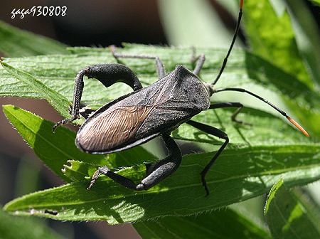 Anoplocnemis dallasi 