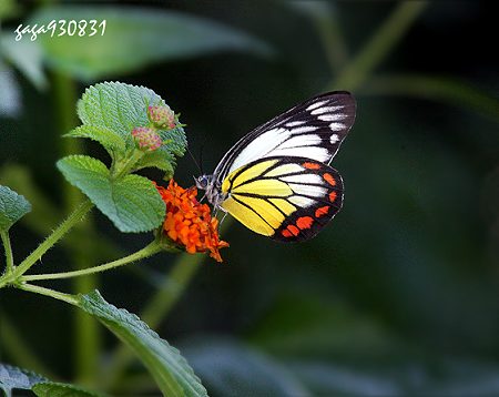 Delias hyparete luzonensis 