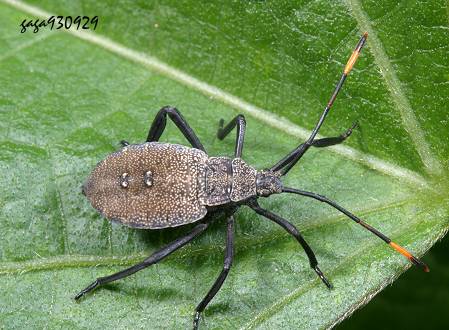 Anoplocnemis phasianus  