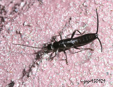  喬球螋屬 Timomenus sp.