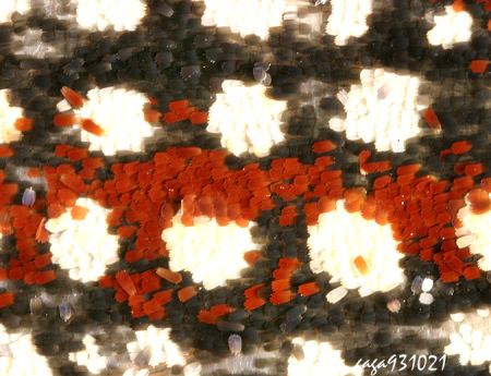 Cerace stipatana formosana