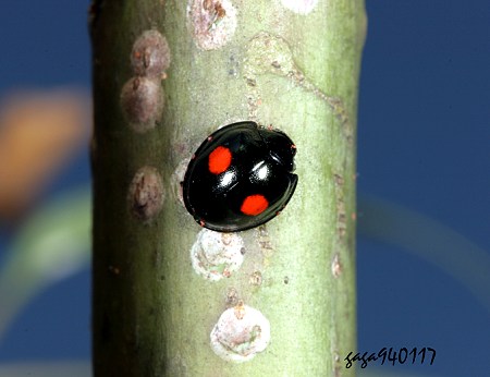 Chilocorus shirozui 