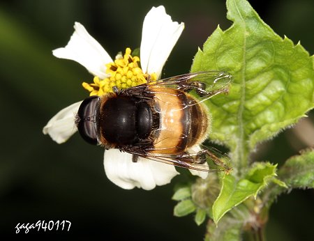 Phytomia zonata