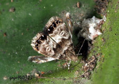  Litobrenthia japonica