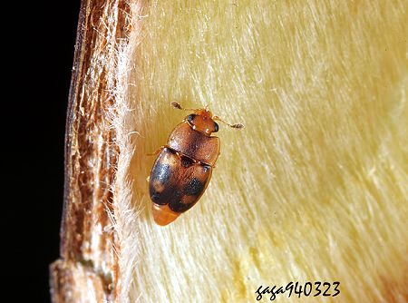 Epuraea ocularis 