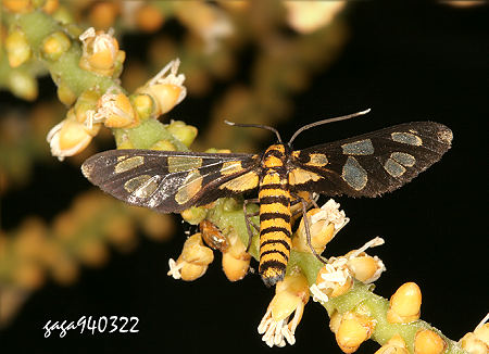 Amata flava 