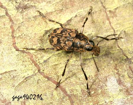 Litocerus communis communis 
