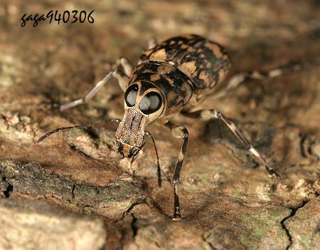Litocerus communis communis 