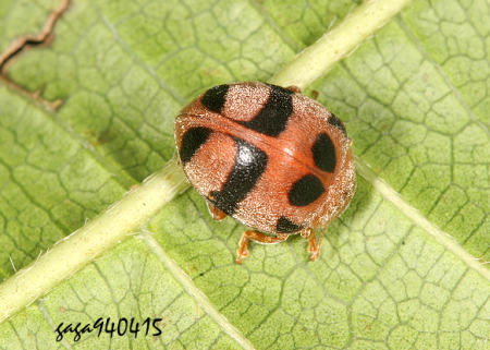 Epilachna longissima