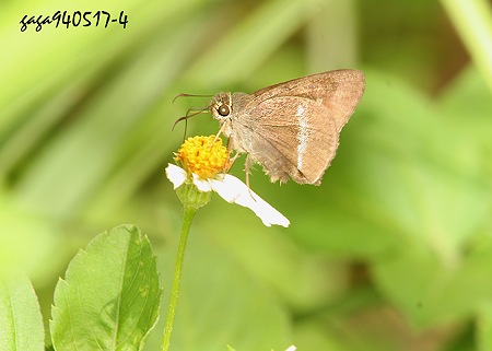  Hasora taminatus vairacana