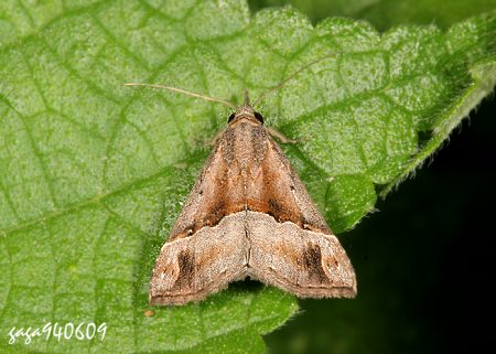 ŽnȬ Hypena sp.    ()