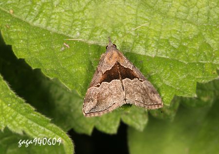 Hypena sp. 