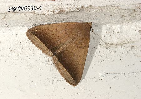Simplicia bimarginata 