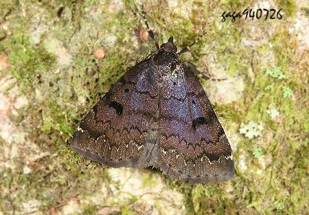  Sinarella  sp.  