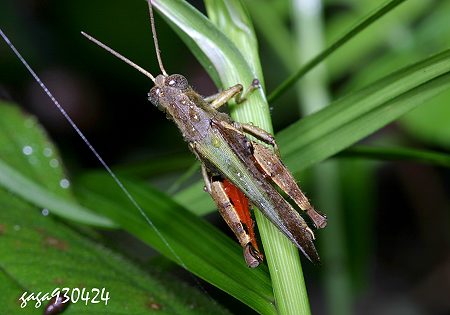 uL Xenocatantops brachycerus