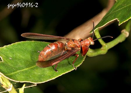 Euclimacia badia