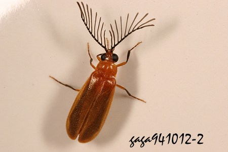 Stenocladius bicoloripes