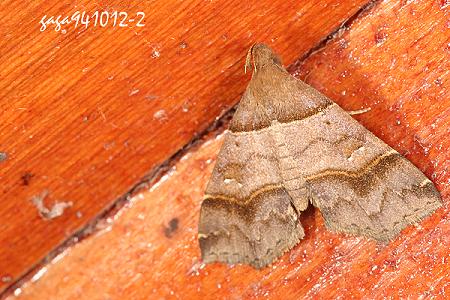 Bertula kosemponica 