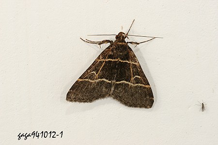 ձaŽn
