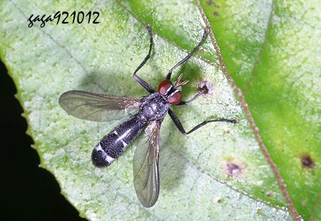 Cordyligaster sp. 